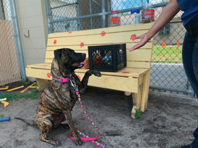 Osceola County Joins Florida Shelters to Rescue Pets from Ida