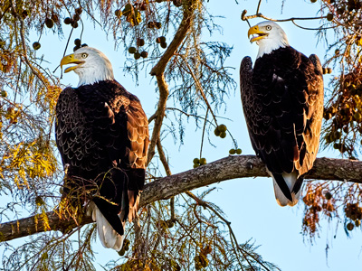 Community Asked to Name Breeding Pair of Eagles who Call Brownie Wise Home