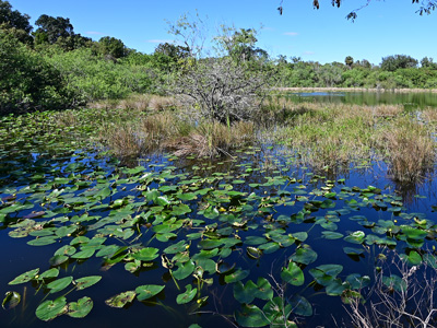 Osceola County to Receive $4 Million to Clean Up Lake Kissimmee