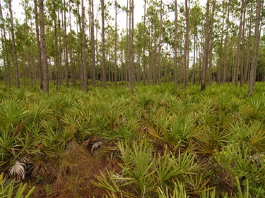 Camp Lonesome pine flatwoods