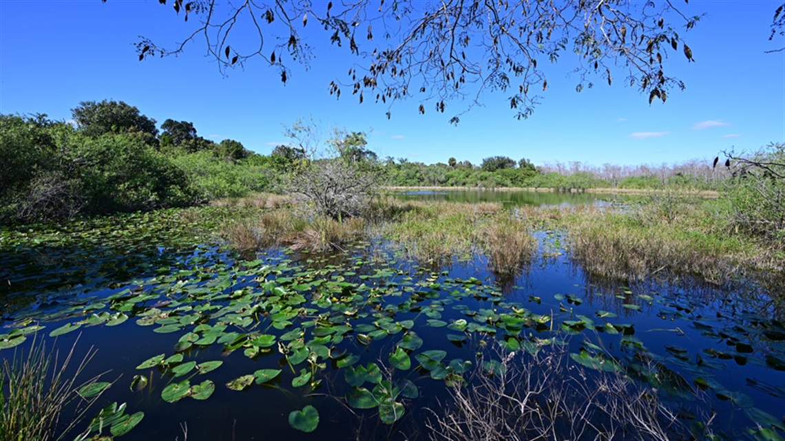 Lily pads and lake vegetation