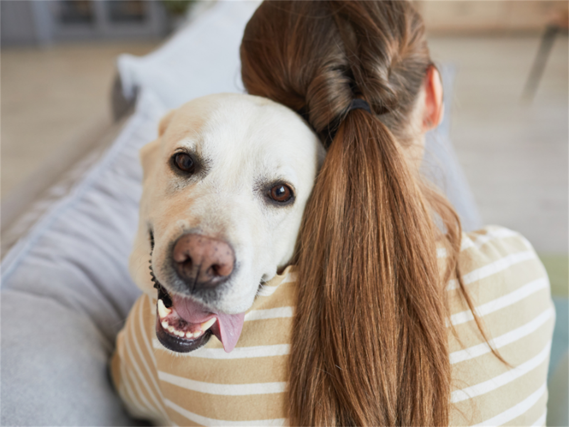 pet owner embracing their yellow labrador retriever